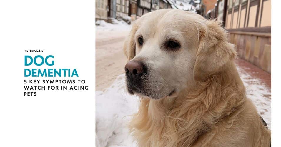 dog dementia 5 key symptoms to watch for in aging pets petrage
