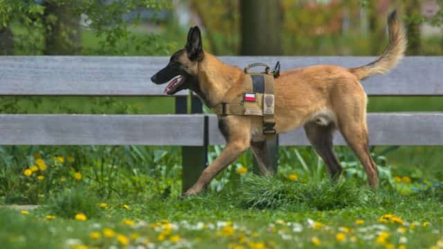 schutzhund for dogs topper (3)