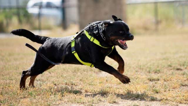 schutzhund for dogs topper (9)