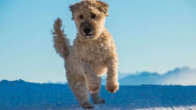 soft coated wheaten terrier