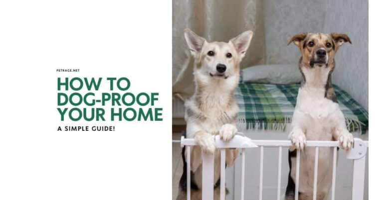 the essential guide to dog proofing your home petrage