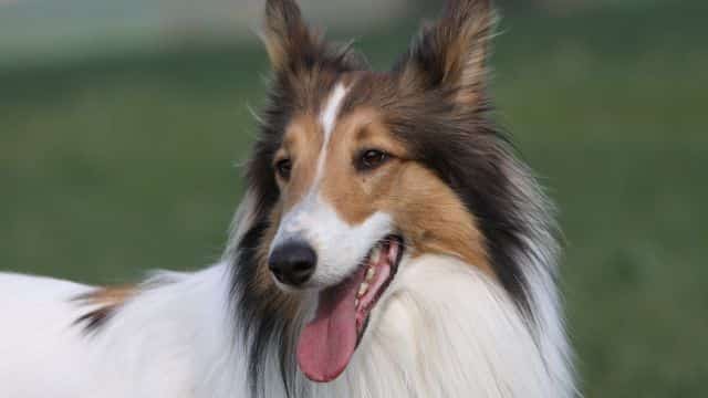 collie