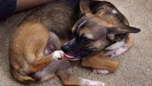 dog paw licking topper (1)