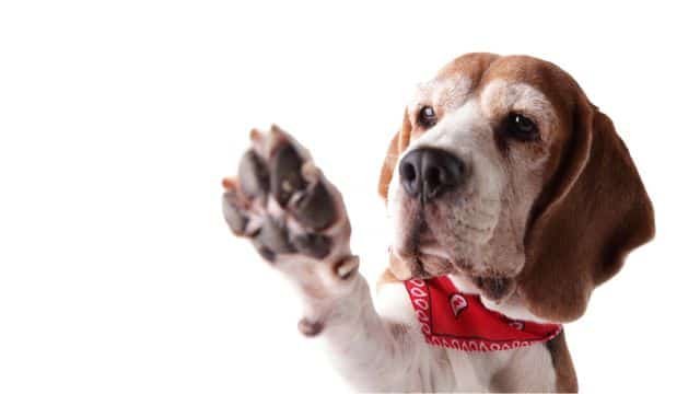 dog paw licking topper (2)