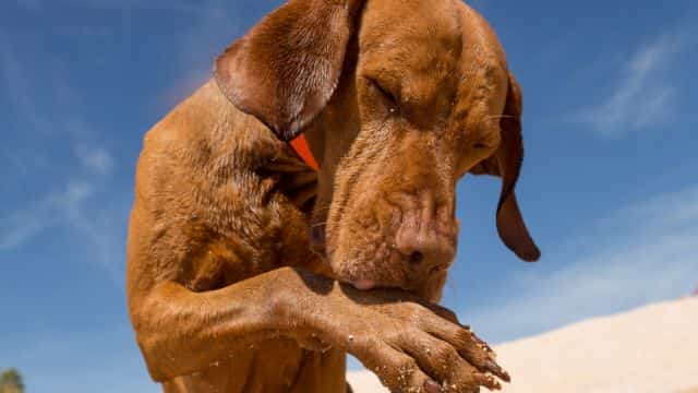 dog paw licking topper (4)