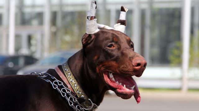 ear cropping and tail docking topper (1)