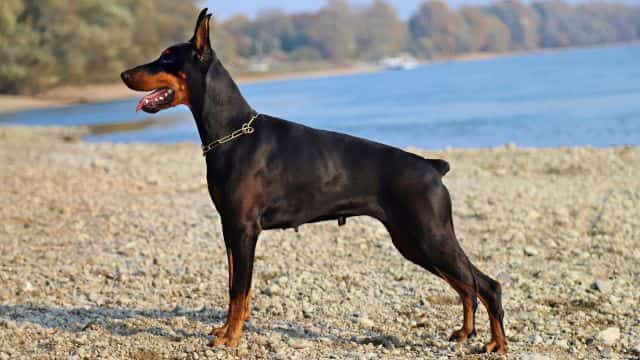 ear cropping and tail docking topper (3)