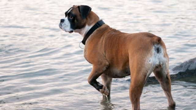 ear cropping and tail docking topper (4)