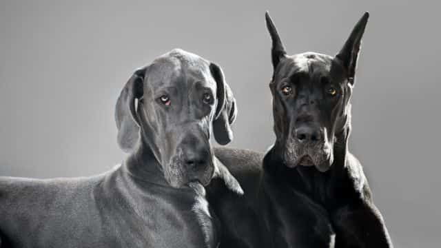 ear cropping and tail docking topper (5)