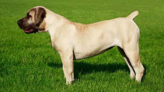 engliah mastiff topper