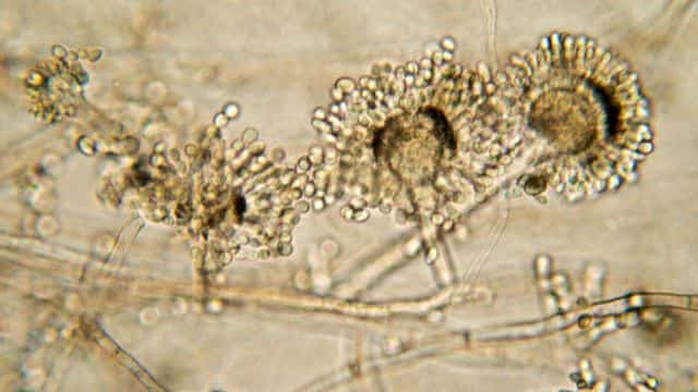 fungal infections in dogs topper (2)