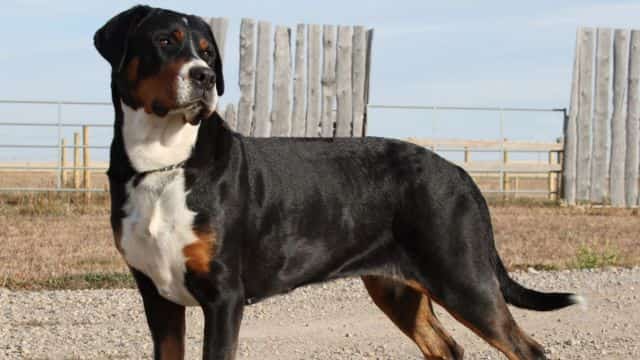 greater swiss mountain dog topper