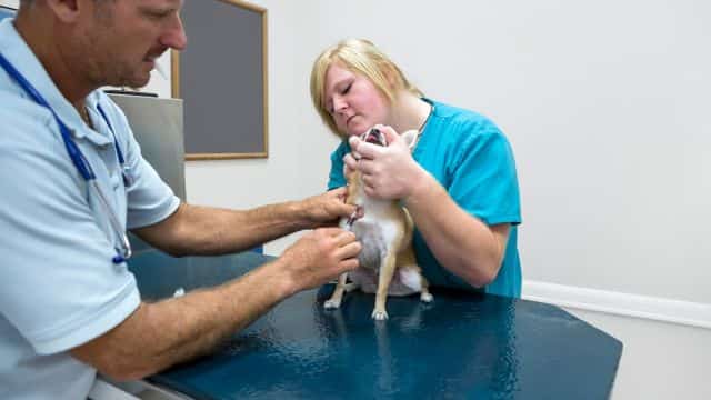 heartworm treatment in dogs topper (2)