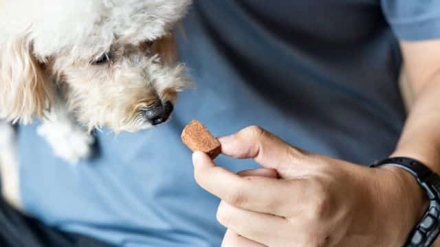 heartworm treatment in dogs topper (3)