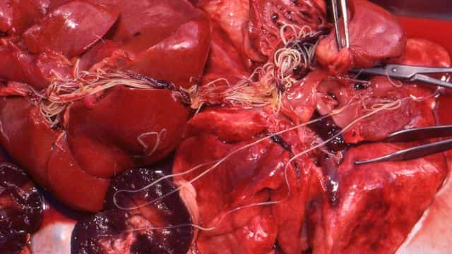 heartworm treatment in dogs topper (4)