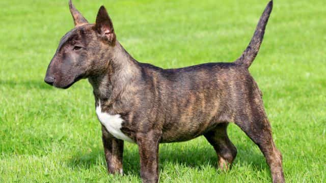 miniature bull terrier