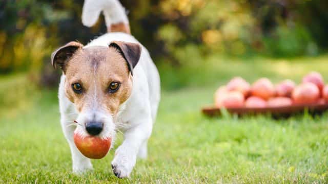 most healthy fruits for dogs topper (1)