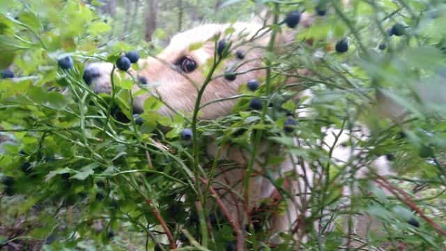most healthy fruits for dogs topper (3)
