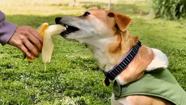 most healthy fruits for dogs topper (4)