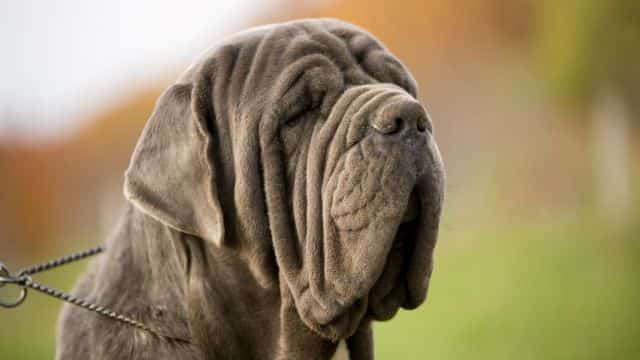 neopolitan mastiff topper