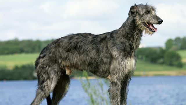 scottish deerhound