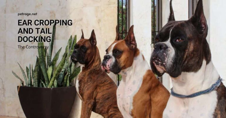 the controversy behind ear droppingand tail docking for dogs petrage