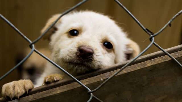 top 10 dog charities topper (1)