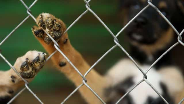 top 10 dog charities topper (2)