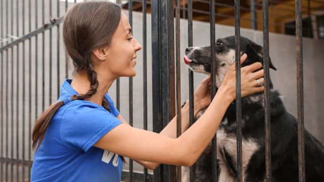 top 10 dog charities topper (3)