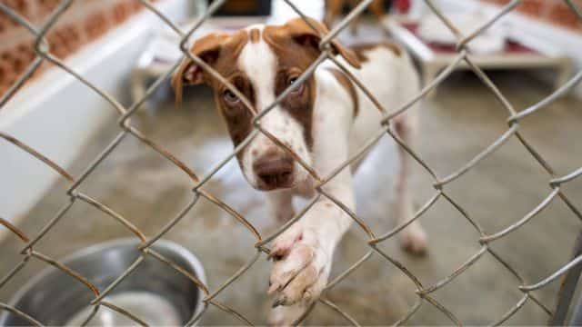 top 10 dog charities topper (5)
