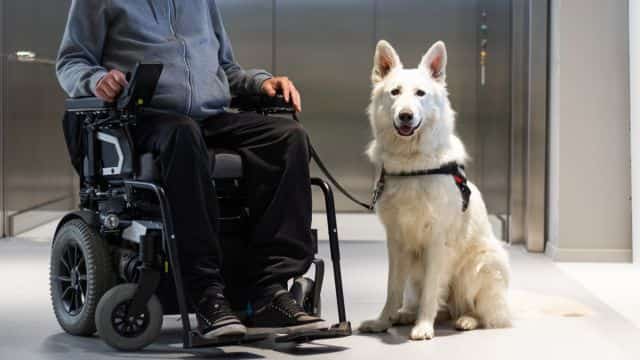 top 10 dog chatities post topper (2)