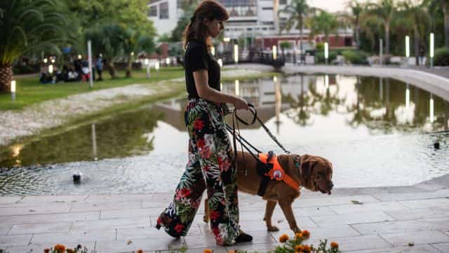 top 10 dog chatities post topper (3)