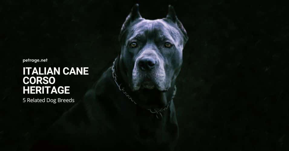 ultimate 150 dog breed id quiz petrage