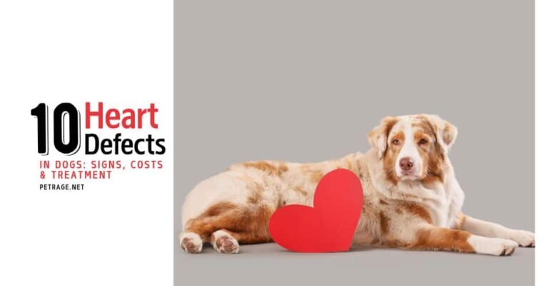 10 heart defects in dogs signs, costs & treatment petrage