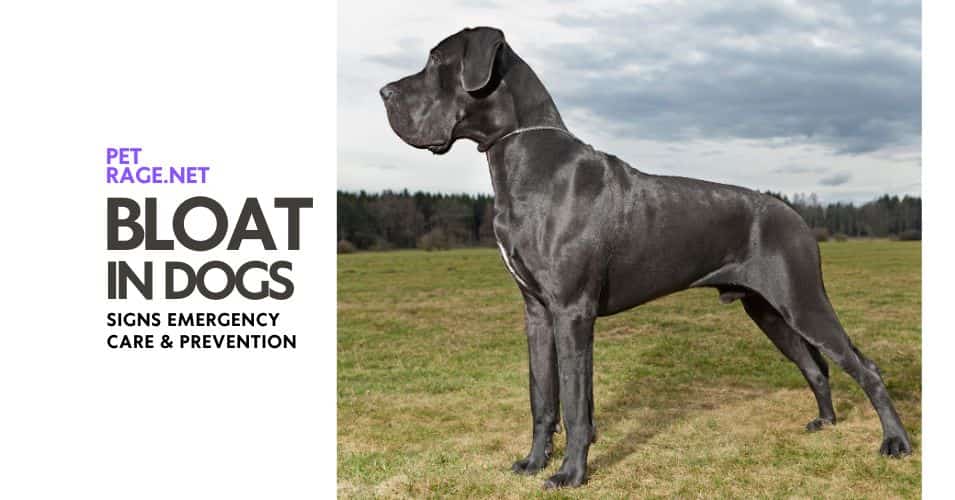 bloat in dogs signs emergency care & prevention petrage