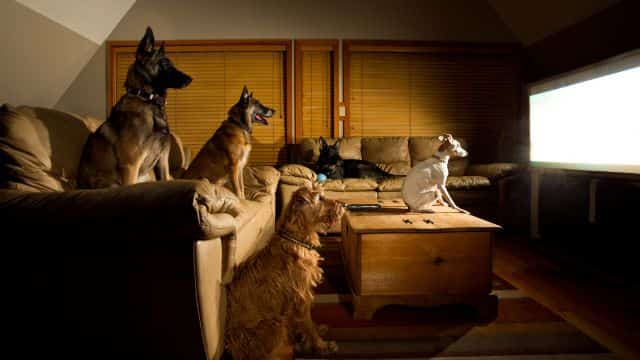 do dogs like to watch tv topper (1)