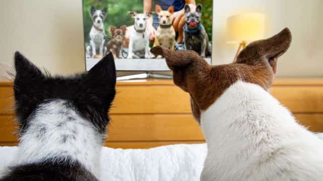 do dogs like to watch tv topper (2)