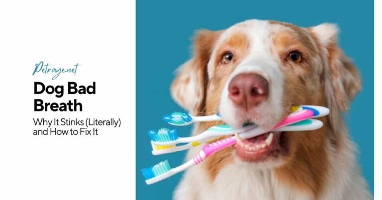 dog bad breath why it stinks (literally) and how to fix it petrage (1)