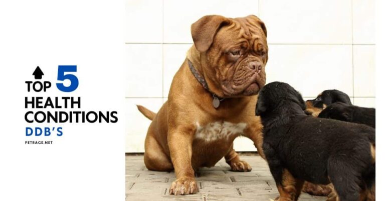 dogue de bordeaux health & lifespan 5 leading causes of death and how to prevent them petrage