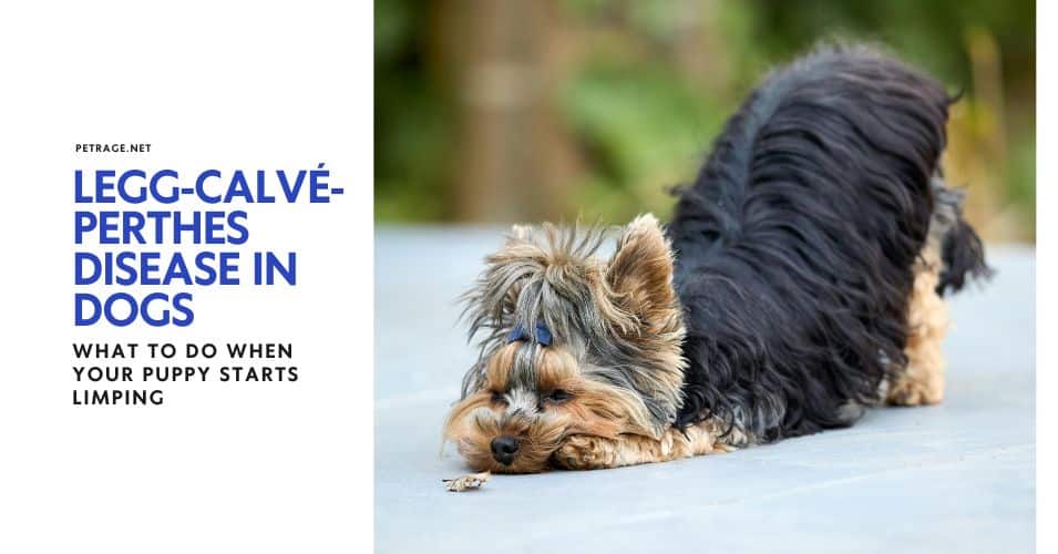 legg calvé perthes disease in dogs what to do when your puppy starts limping petrage