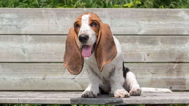 panosteitis in dogs topper petrage (3)