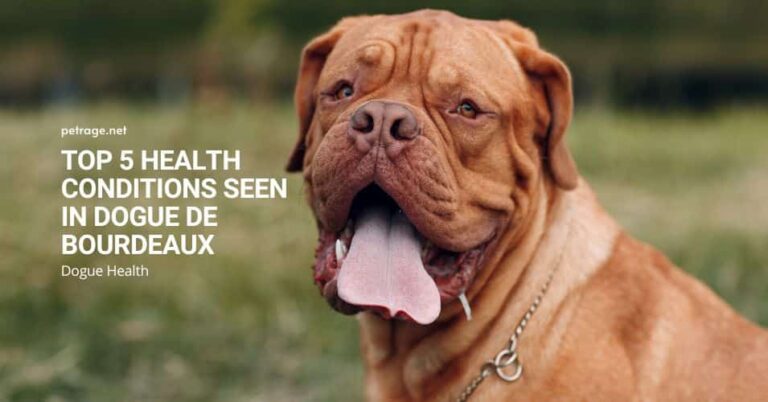 top 5 genetic or disease related causes of mortality in dogue de bourdeaux petrage