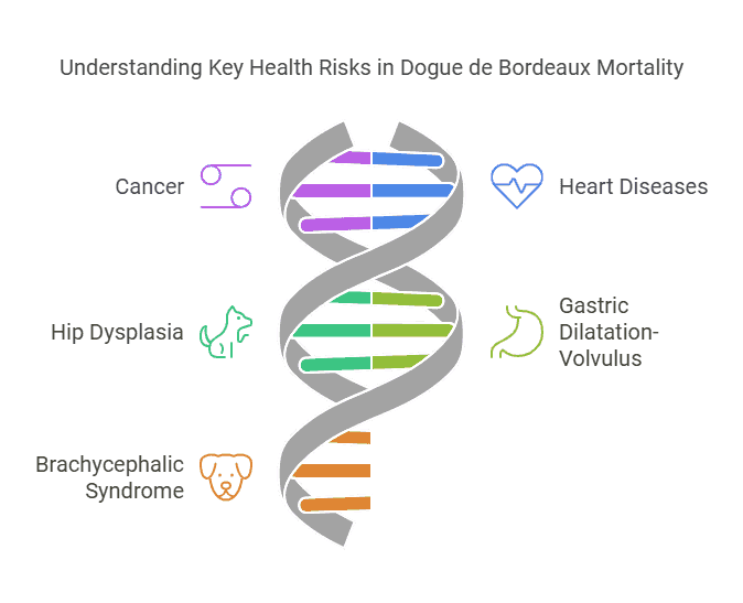 top 5 genetic or disease related causes of mortality in dogue de bourdeaux visual selection