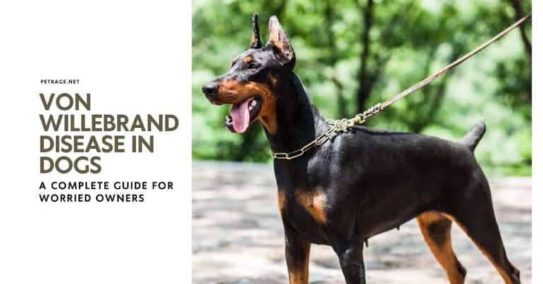 von willebrand disease in dogs a complete guide for worried owners petrage