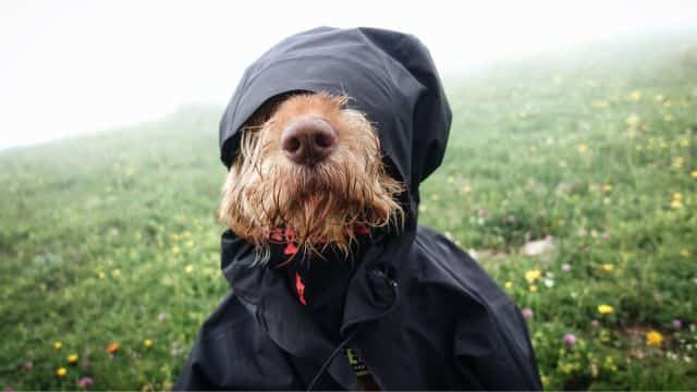 why is my dog shaking topper (4)