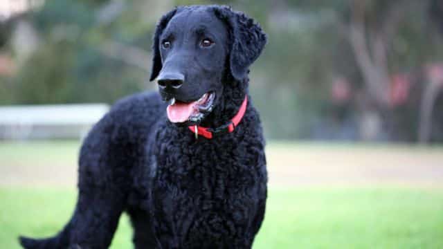curly coated retriever topper