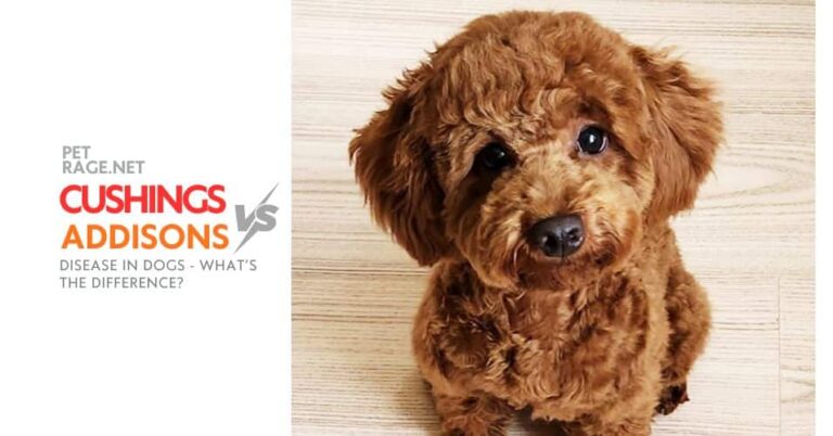 cushing's or addison's dog guide petrage