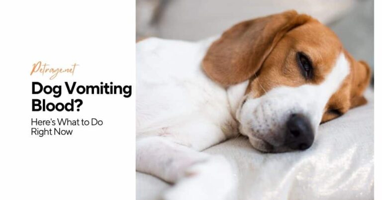 dog vomiting blood here's what to do right now petrage