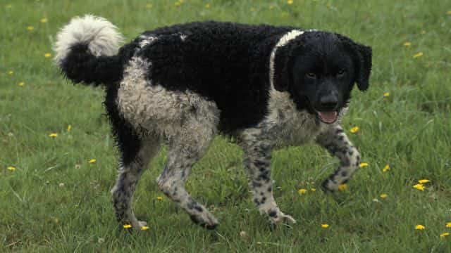 frisian water dog topper
