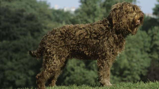 barbet topper